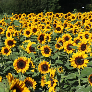 Sunflower field at the Garden at Elm Bank